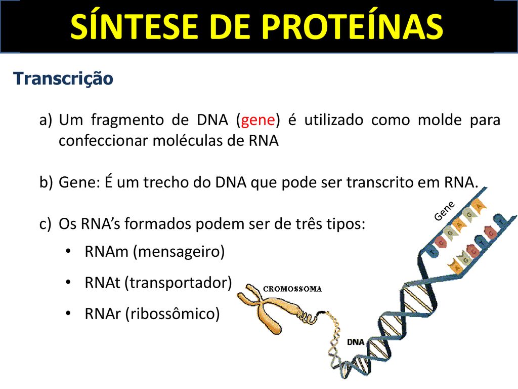 SÍNTESE DE PROTEÍNAS DNA RNAm RNAr RNAr Proteína Transcrição Tradução